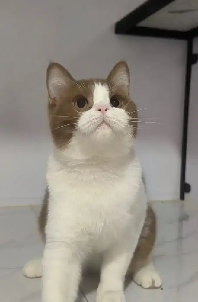 British shorthair bico cinnamon