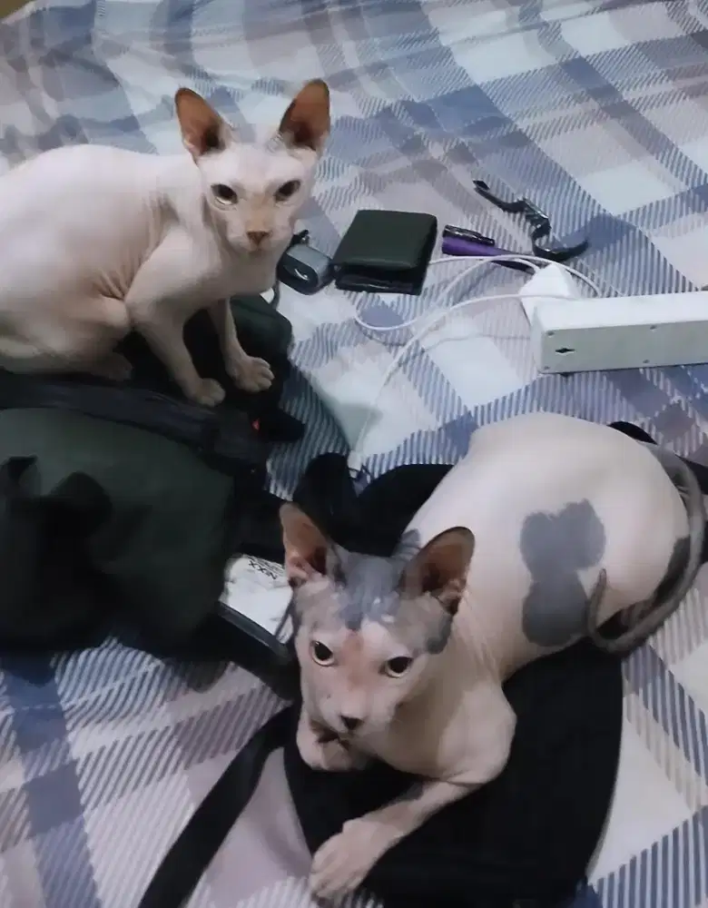 Dijual Sphynx, sale!