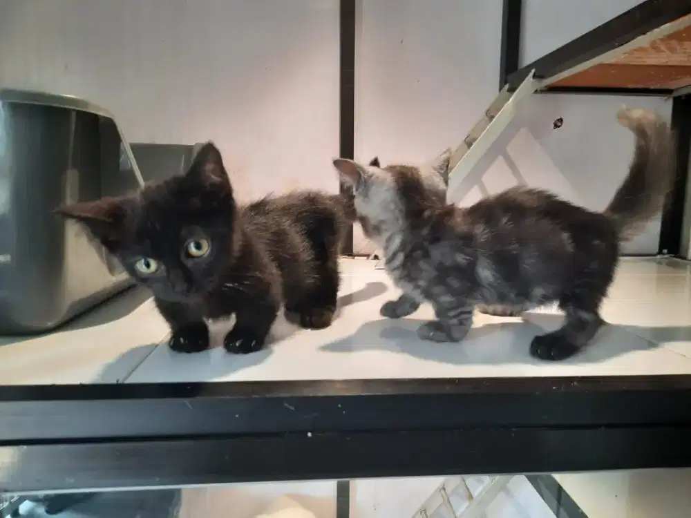 Kitten munchkin cebol
