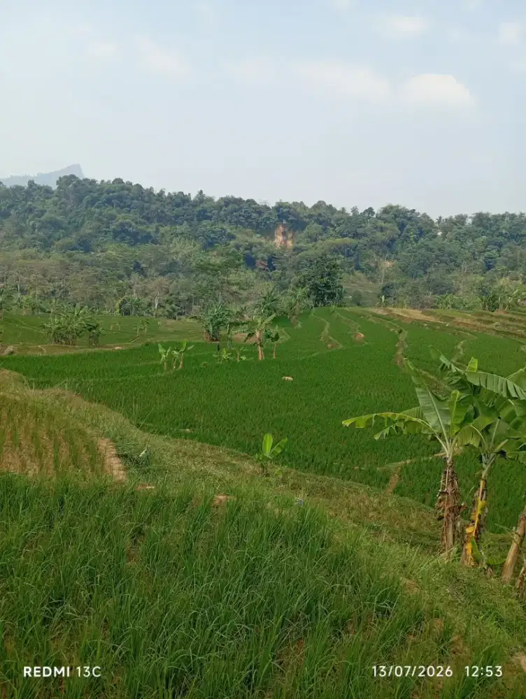 di.jual tanah sawah seluas 1900mtr.