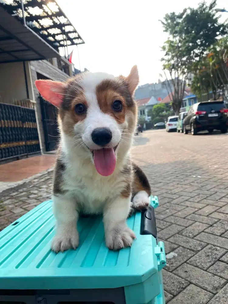 Dijual Anak Puppy Corgi Short Hair Tri Color Jantan Male Stambum