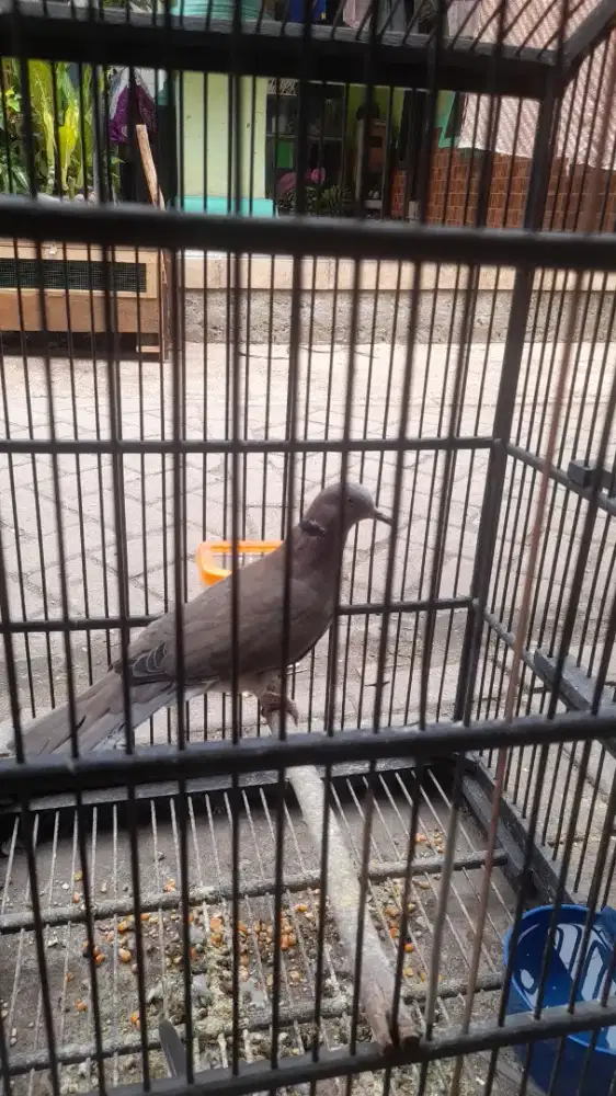 Burung puter genni bukan tekukur bukan perkutut