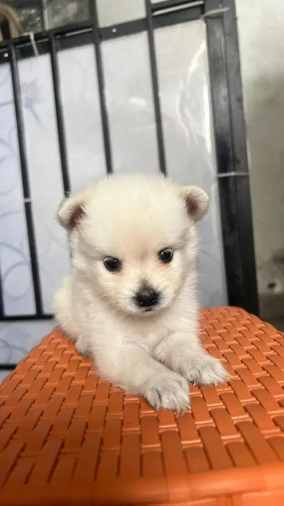 Minipom snowwhite