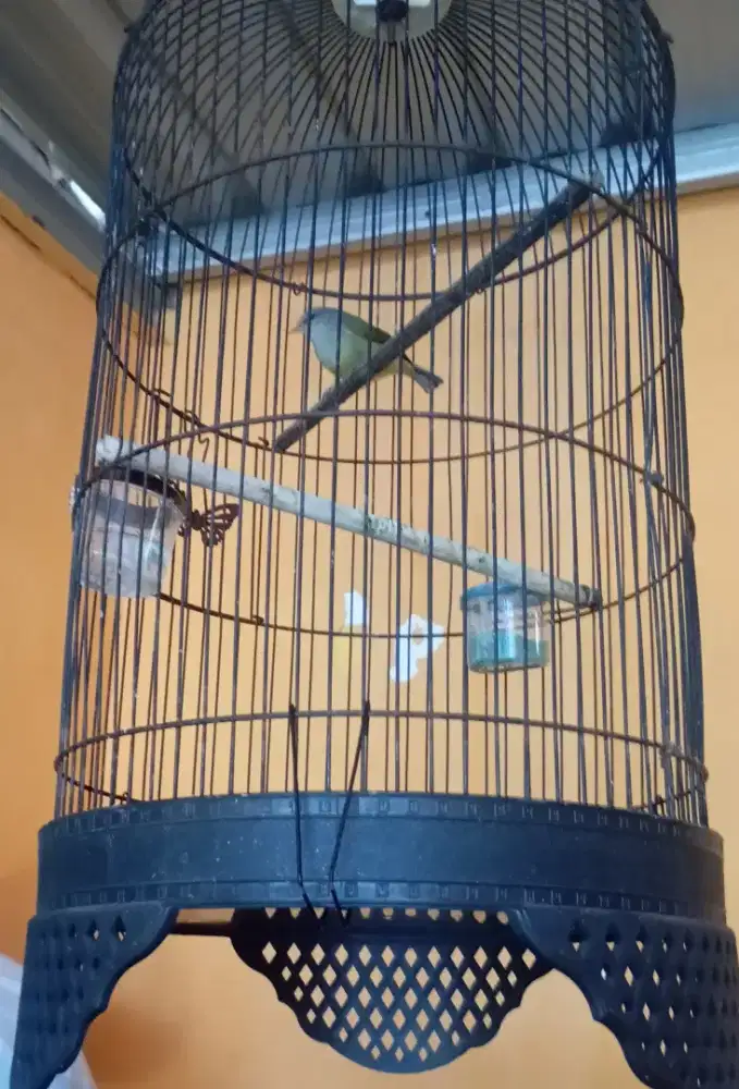 Jual burung opyor jowo