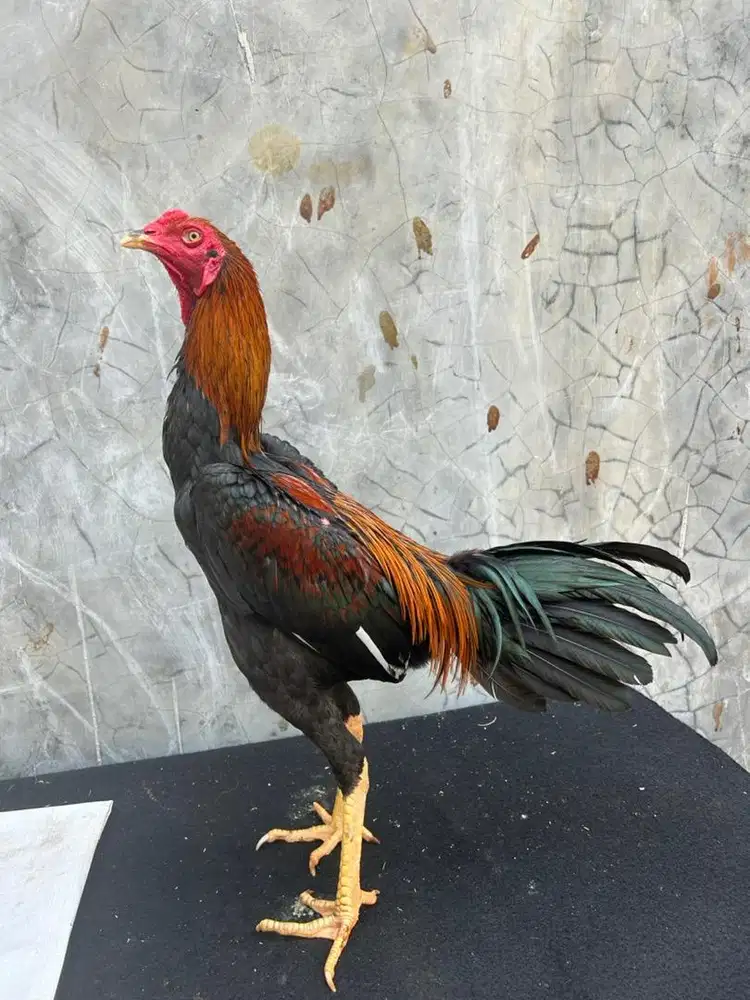 Ayam bangkok x mangon