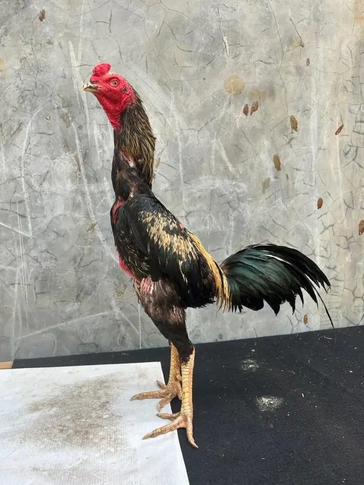 Ayam bangkok x mangon