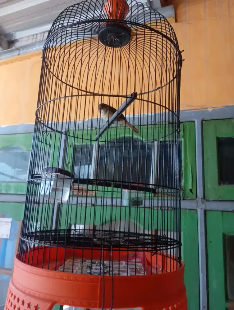 Jual burung flamboyan