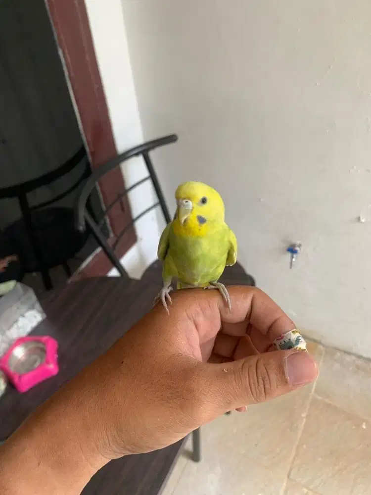 Jual Burung Parkit Jinak Total