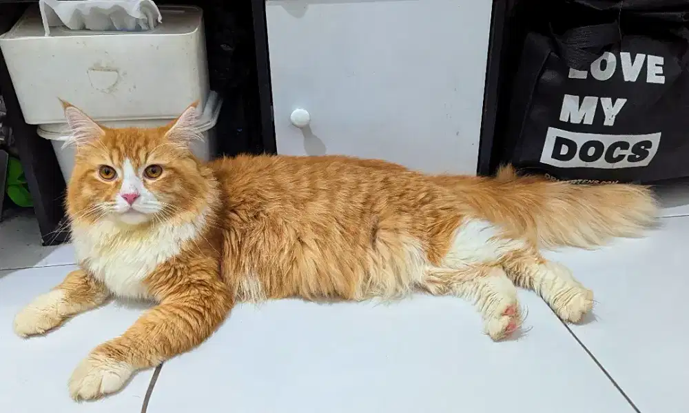 Kucing Persia Jantan Dewasa