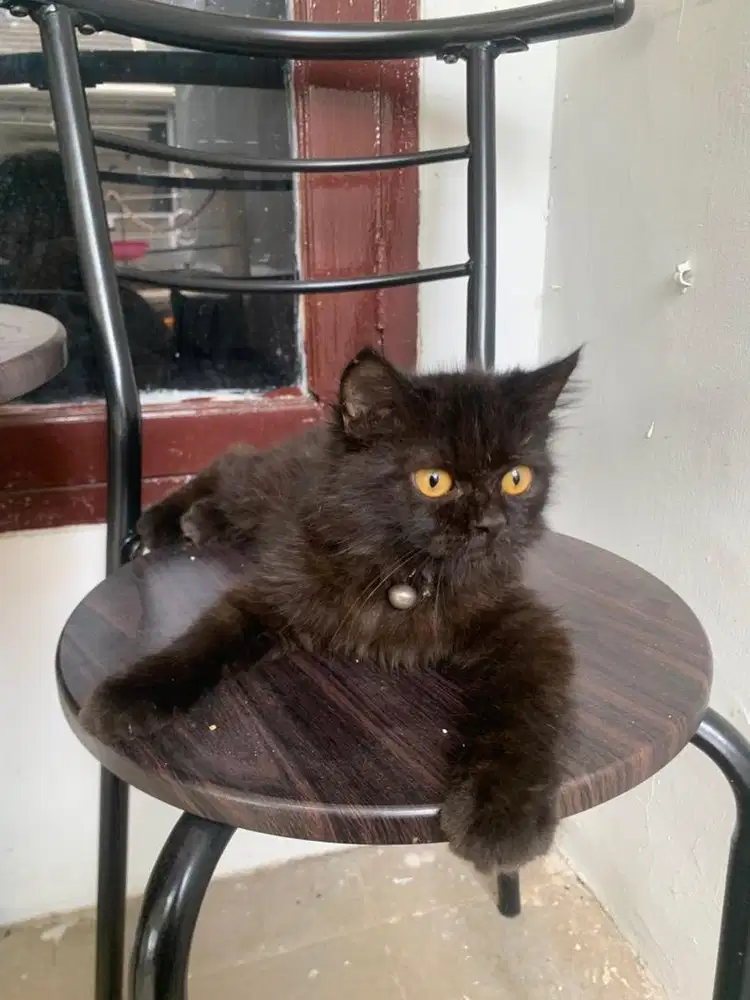 Kucing Ras Tiruan Toothless