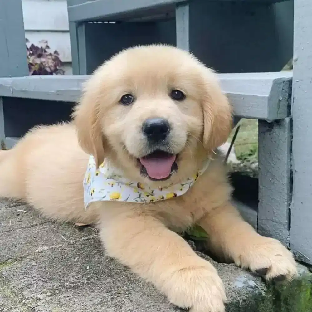 ANABUL GOLDEN RETRIEFER