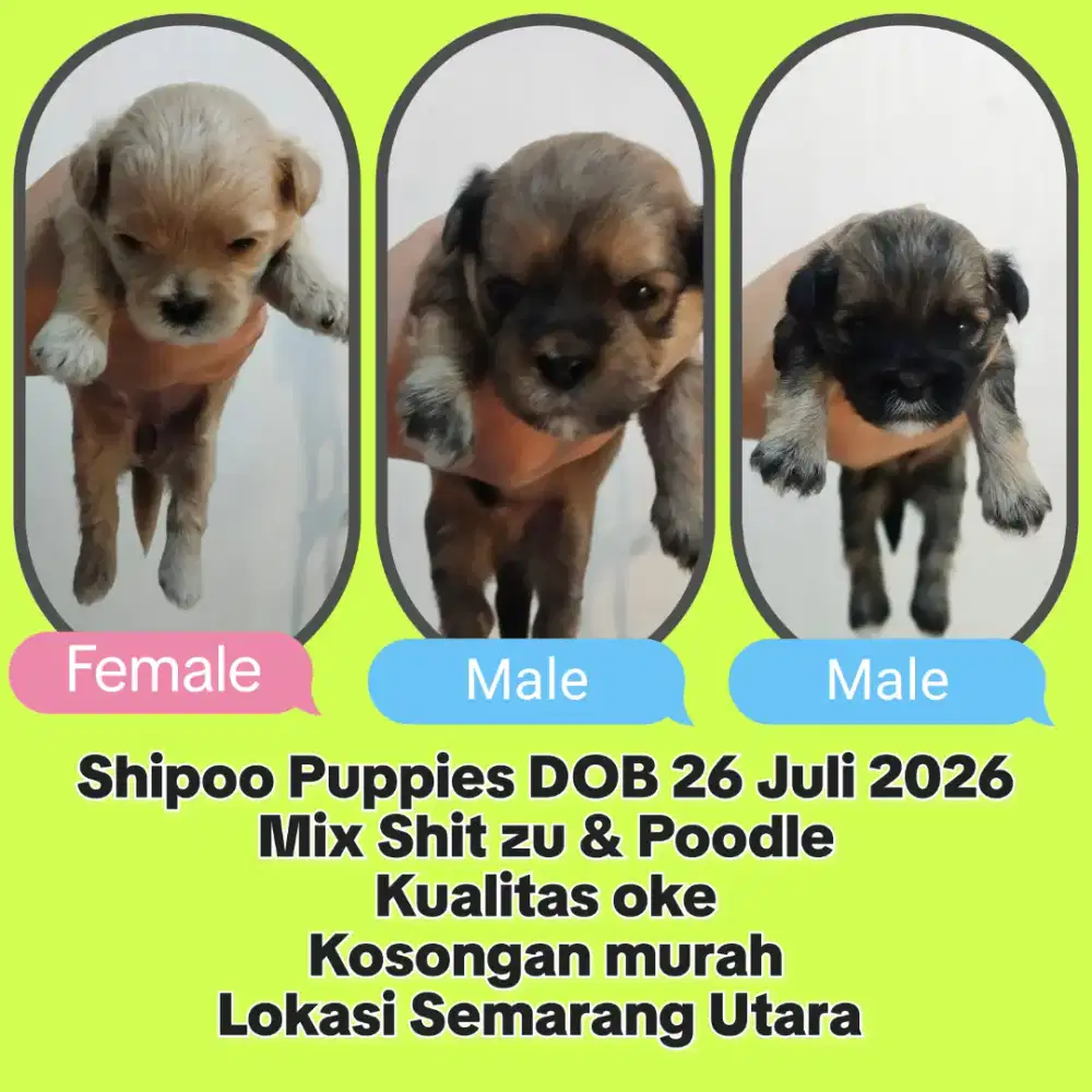 Shipoo Puppies murah