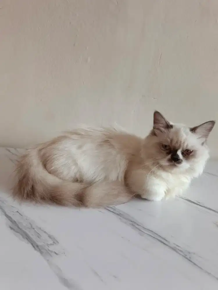 Kitten Munckin Radgol