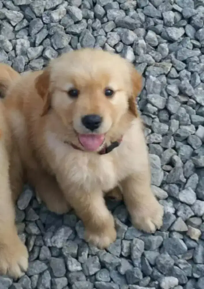 ANABUL GOLDEN RETRIEFER