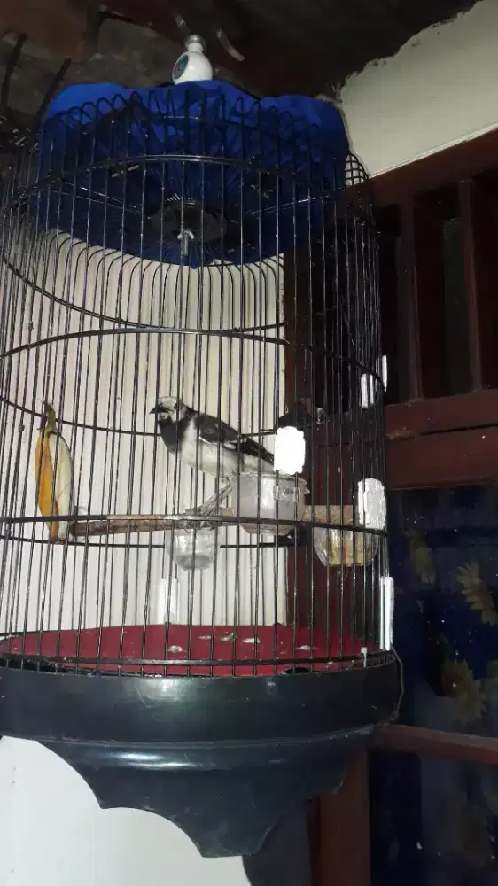 Burung jalak hongkong