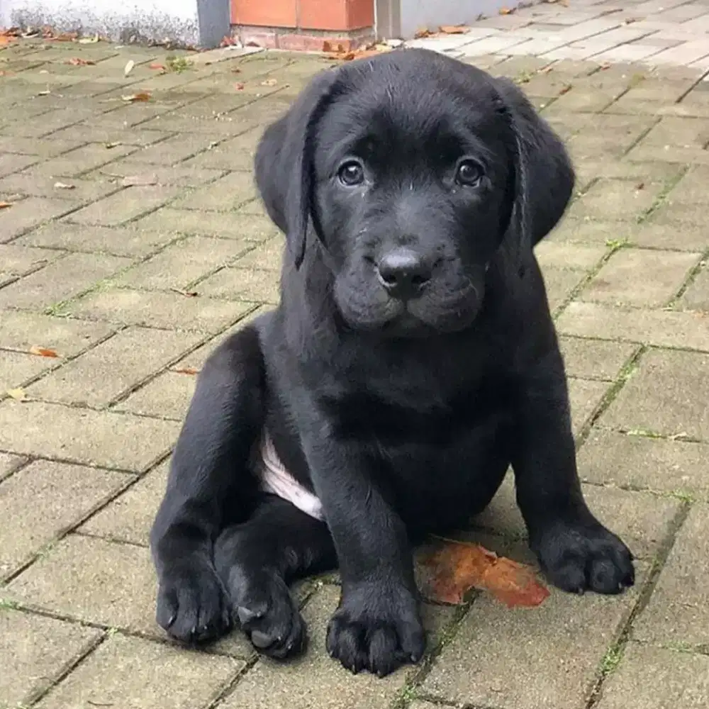 ANABUL LABRADOR RETRIEFER