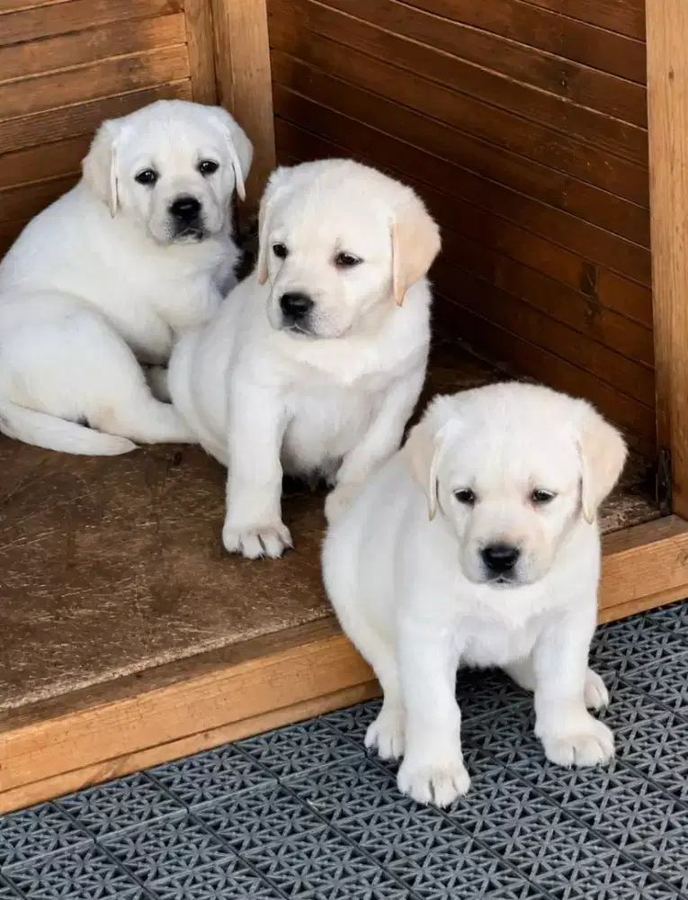 ANABUL LABRADOR RETRIEFER