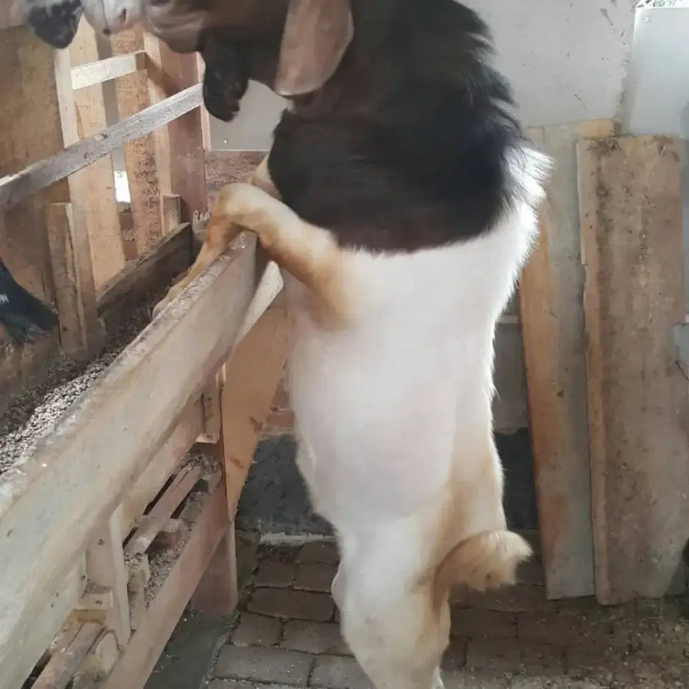 *Dijual Lahan Peternakan Lampung Tengah*