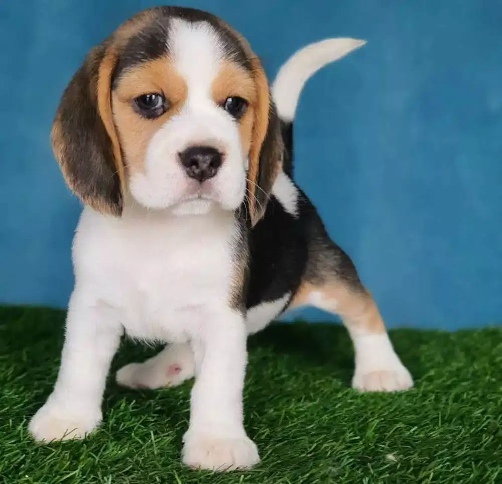 ANABUL BEAGLE TRICOLOR