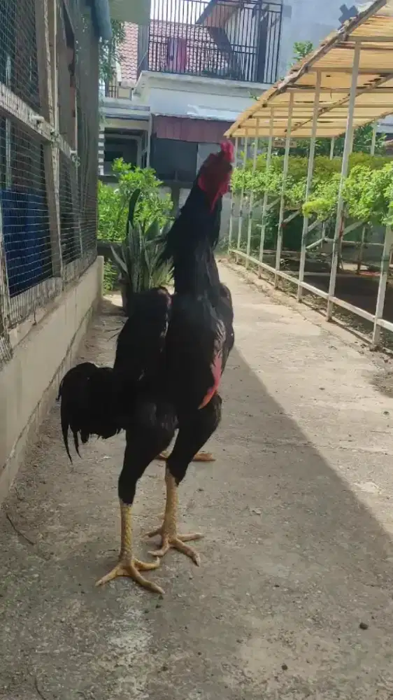 Shamo eropa postur tegap spek kontes vidio jln badan tegap ada