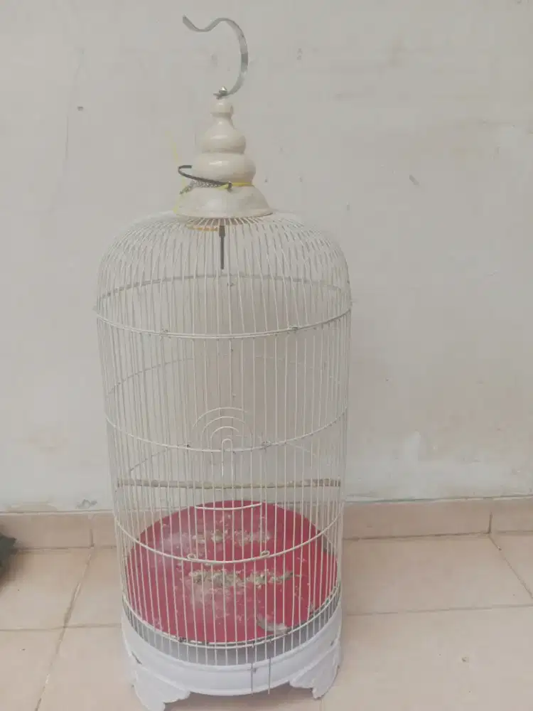 Kandang baru LB putih mulus