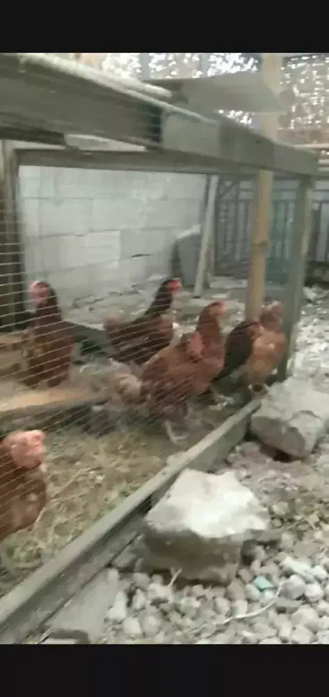Ayam merah afkir