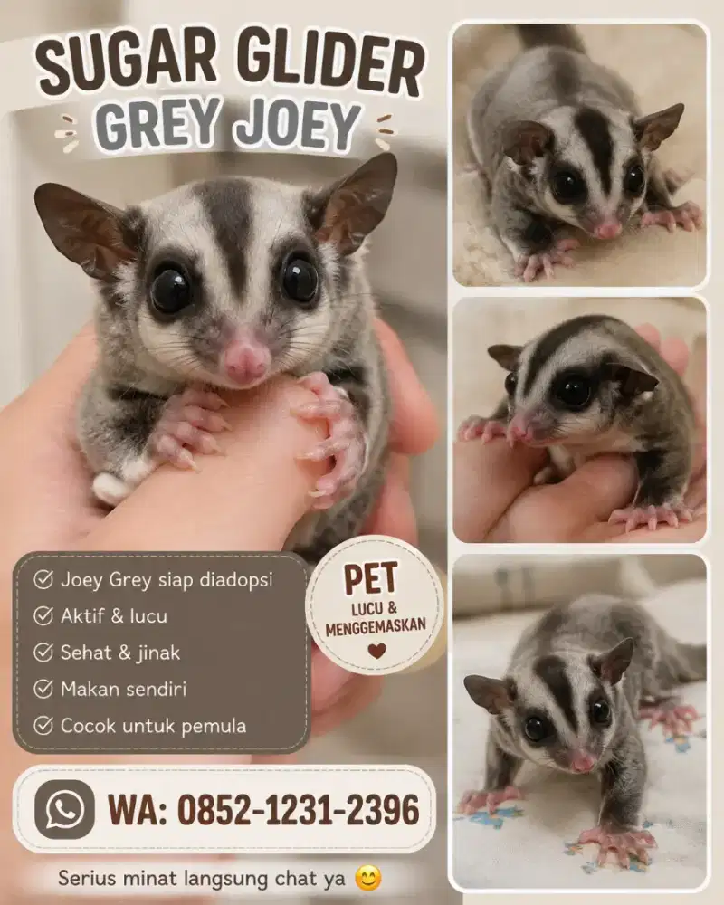 Sugar glider grey joey