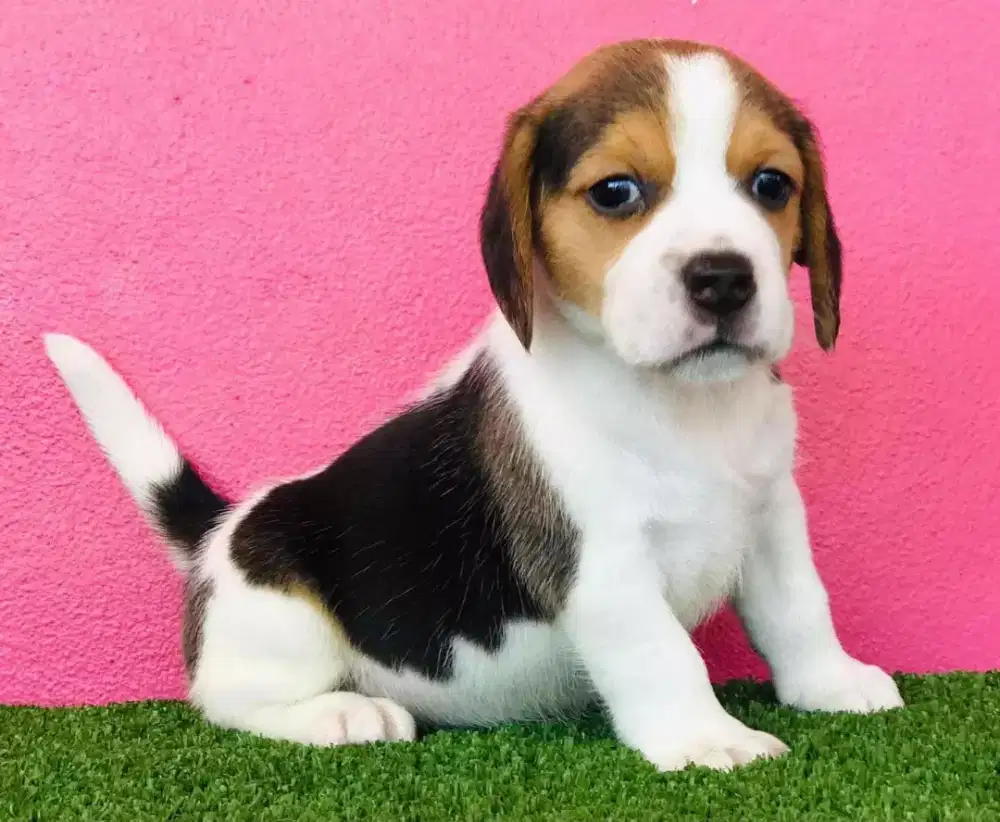 ANABUL BEAGLE TRICOLOR