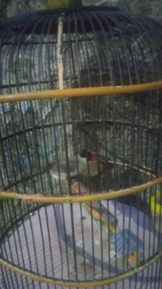 Kutilang rajin bunyi