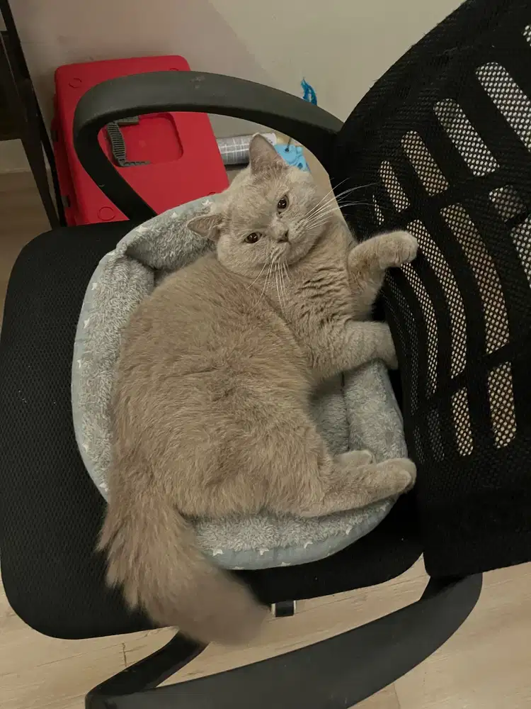 Bsh lilac jantan