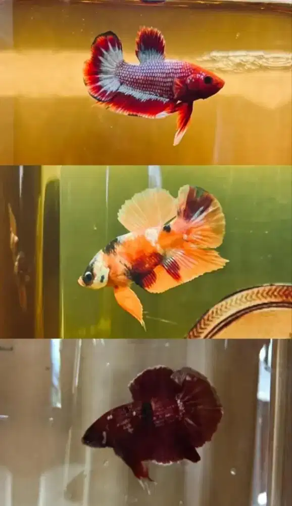 Ikan cupang Plakat