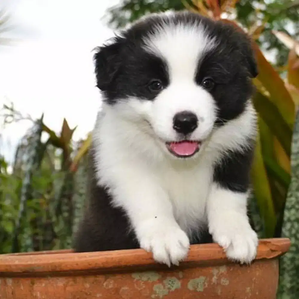 ANABUL BORDER COLLIE