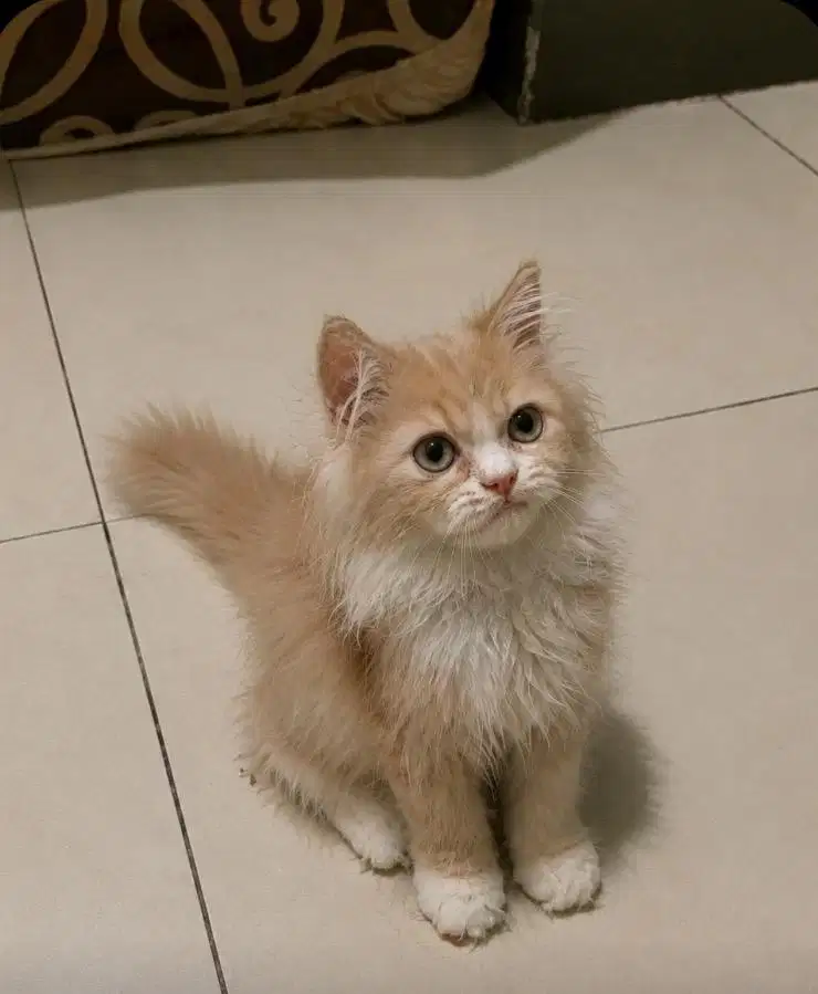 kitten persia krem putih jantan 3,5 bulan