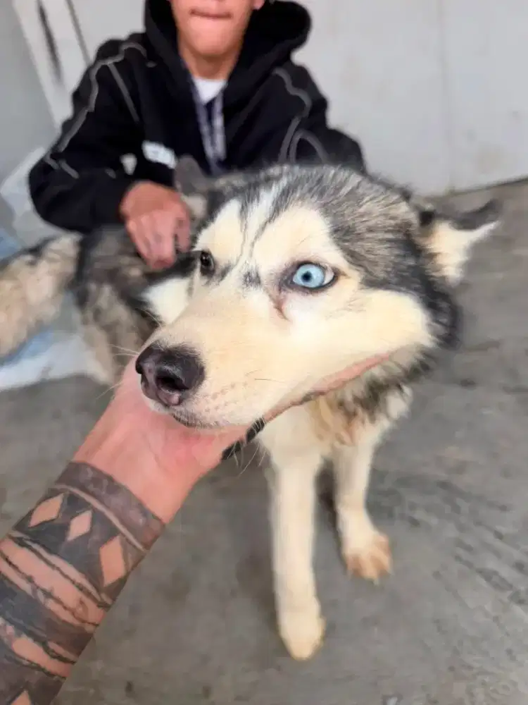 sale husky dan poddle