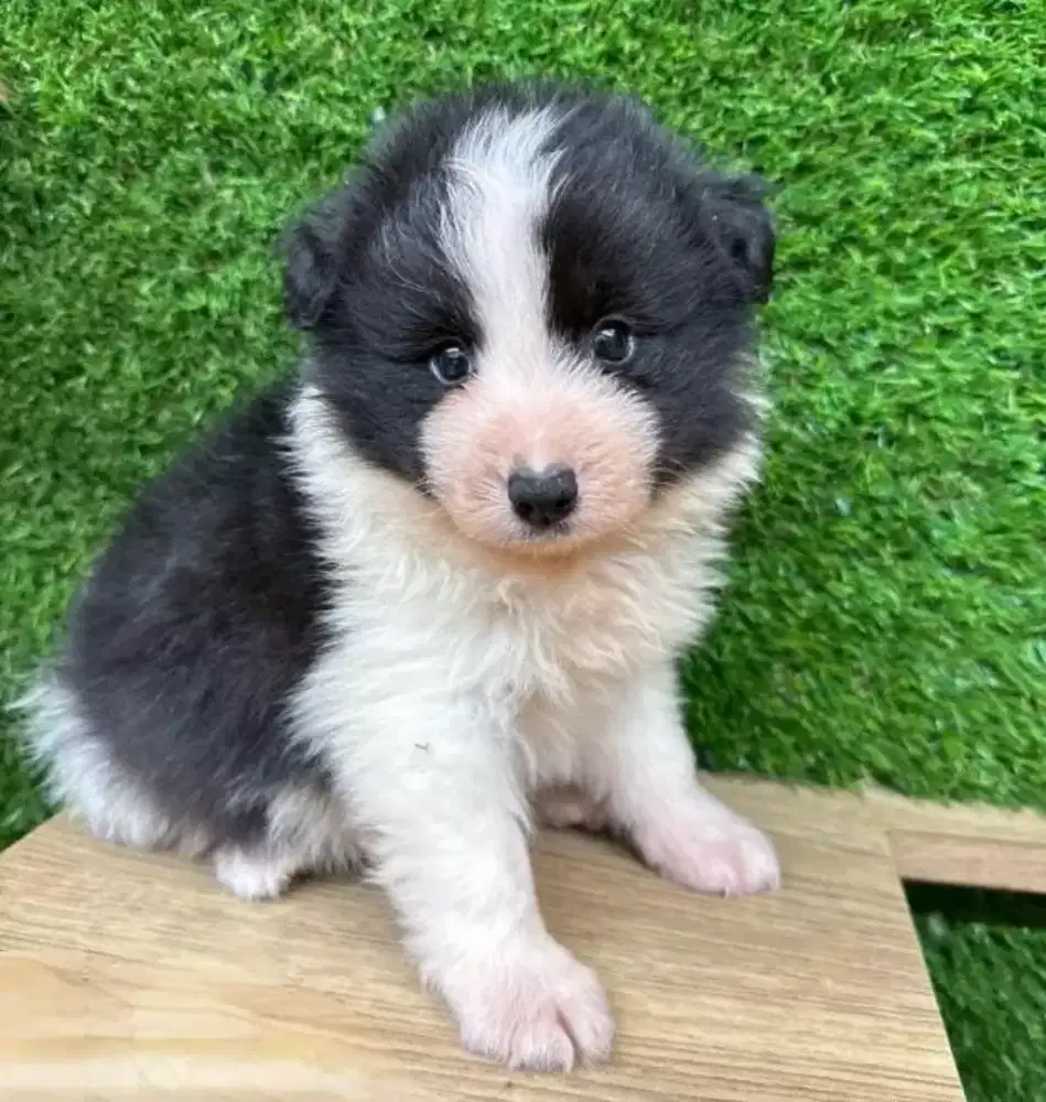 ANABUL BORDER COLLIE