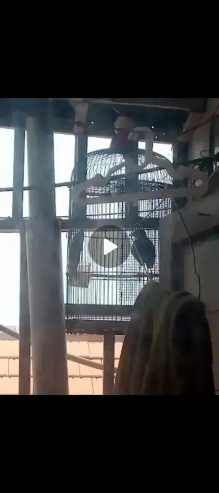 burung jalak kebo manggut dan kk besi cepat