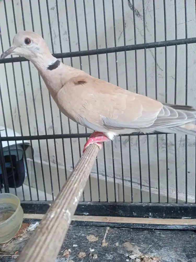 Puter pelung beti suara bagus