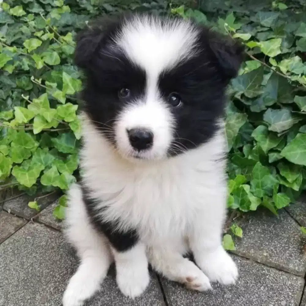 ANABUL BORDER COLLIE