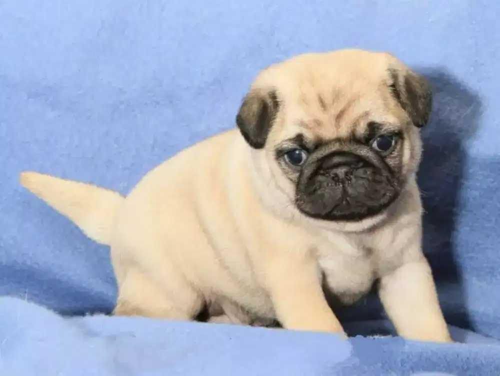 ANABUL ANJING PUG