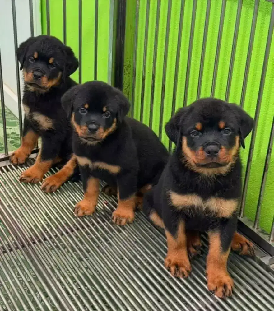 ANABUL ROTTWEILER
