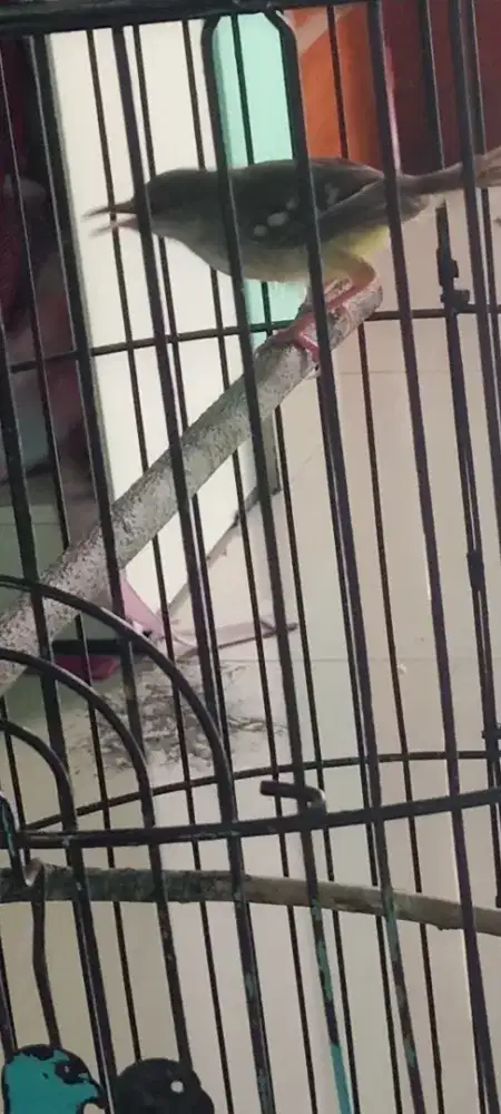 Burung ciblek jantan