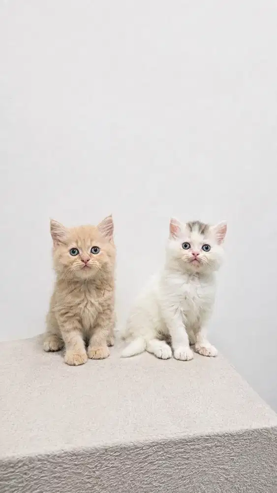 Kitten Kucing Persia