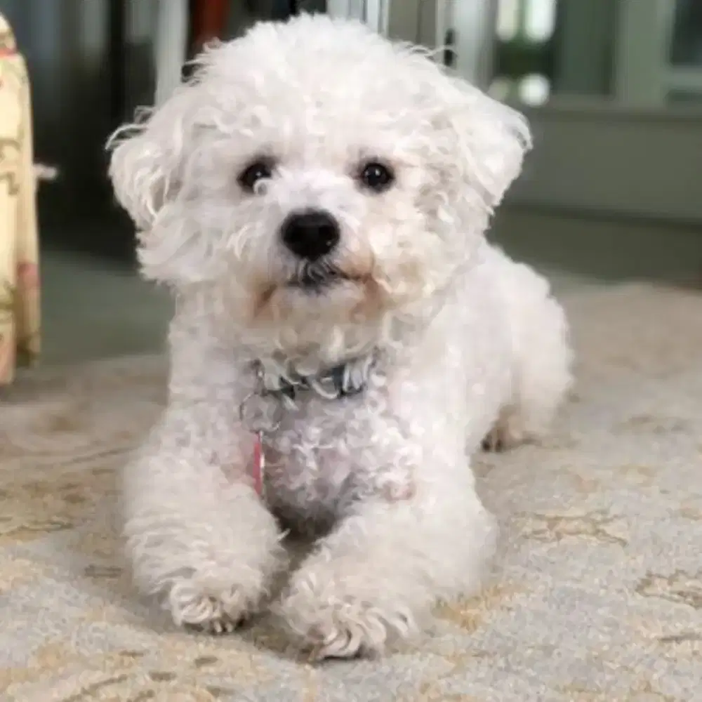Jual Anjing Bichon Frise Betina