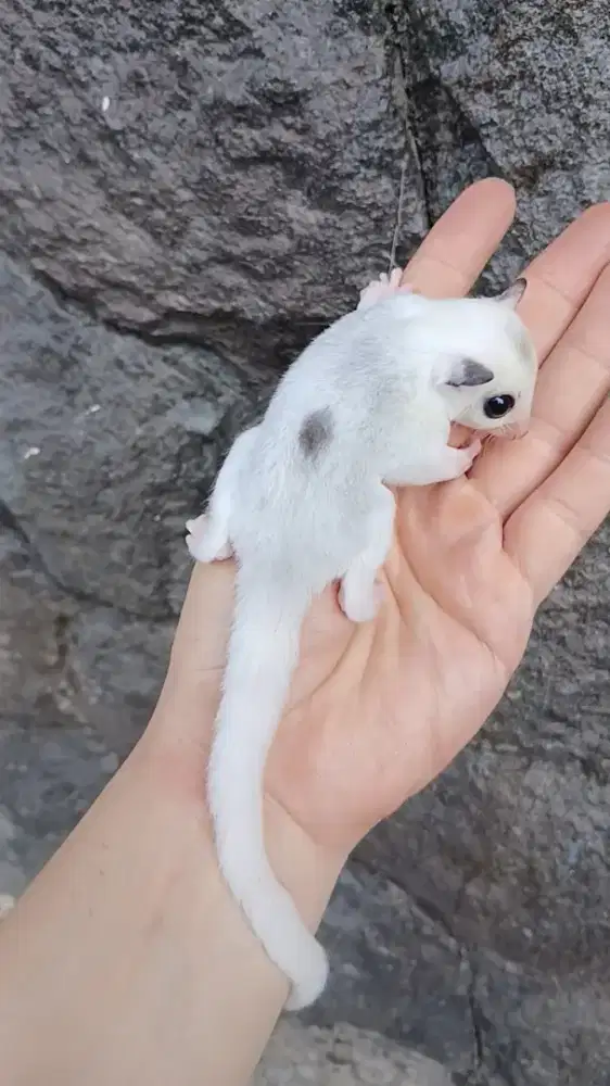 Sugar glider joey Mozaic piedbald