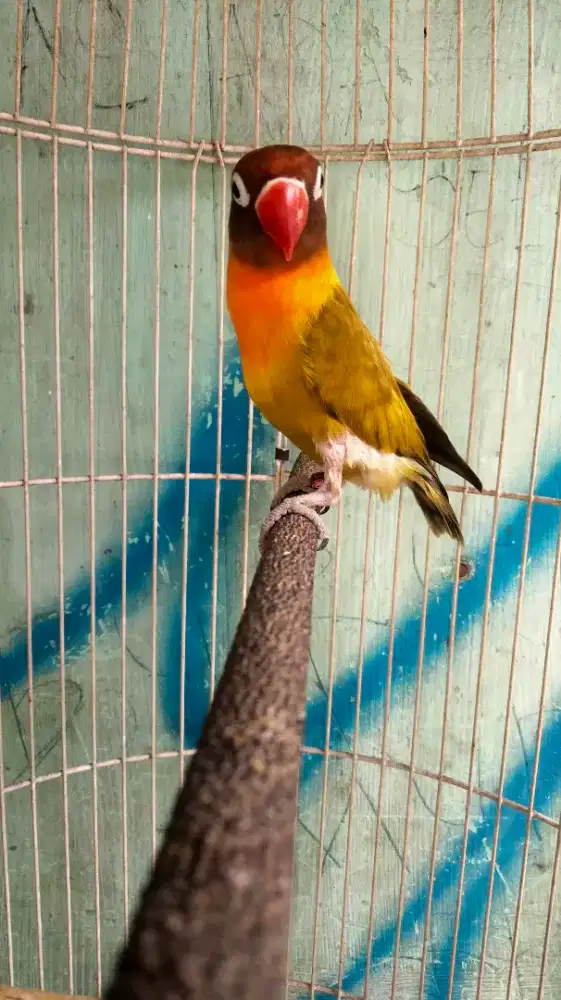 Lovebird Biola Ewing Jantan Pake Ring KLI Jinak Fighter
