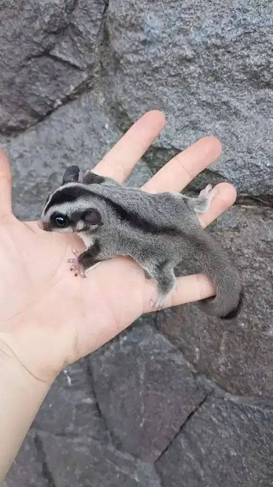 Sugar glider joey Classic grey