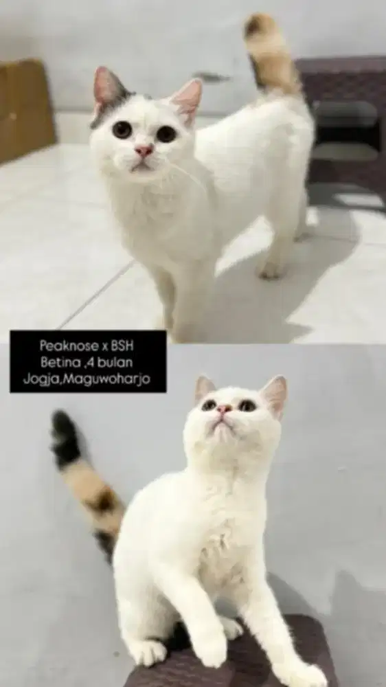 Kitten Peaknose x BSH Betina 4 Bulan Cantik Sehat - Jogja