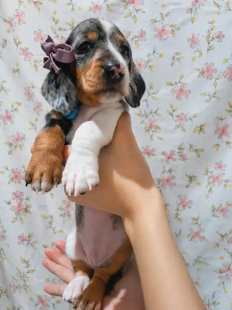 Jual anak anjing tekel dachsund