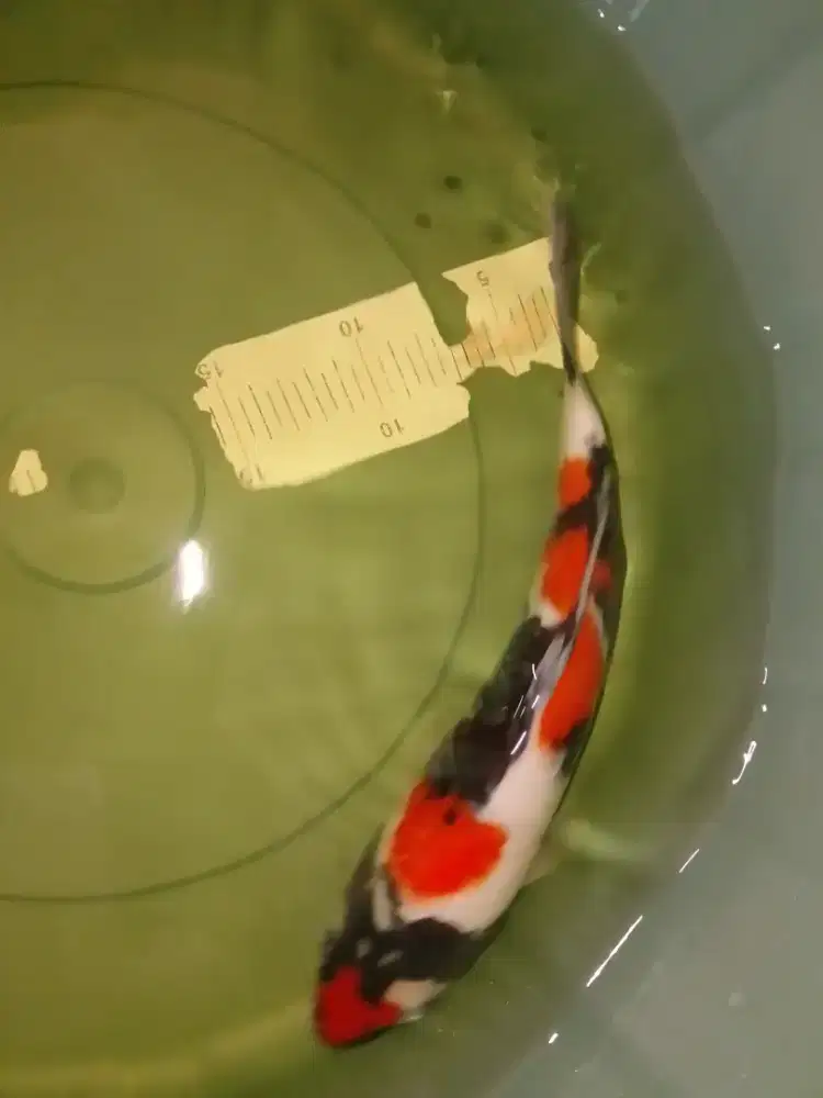 Ikan koi jenis Showa 30cm warna strong