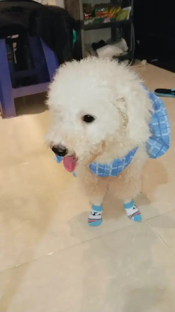 Jual poodle betina